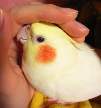 pTbB
